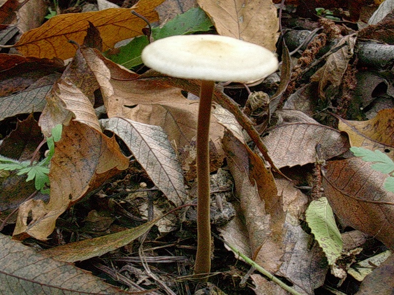 473 Ottobre vecchio ritrovamento